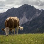 Cosa vedere a Bolzano per gli amanti delle scalate