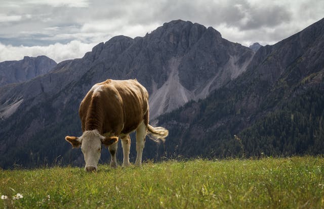 Cosa vedere a Bolzano per gli amanti delle scalate