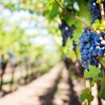 Le 5 regole per la vendemmia turistica