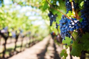 Le 5 regole per la vendemmia turistica