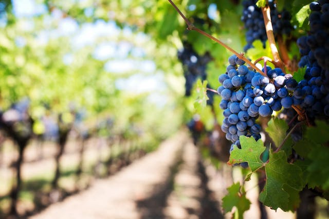Le 5 regole per la vendemmia turistica